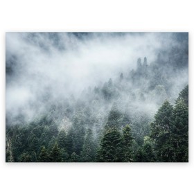 Поздравительная открытка с принтом Туманный лес в Белгороде, 100% бумага | плотность бумаги 280 г/м2, матовая, на обратной стороне линовка и место для марки
 | белый | зеленый | лес | облака | облако | природа | темный | туман