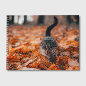Альбом для рисования с принтом мяукающий кот осенние листья в Белгороде, 100% бумага
 | матовая бумага, плотность 200 мг. | золотая осень | кот | кошка | крик | листва | листья | мяу | мяукает | осень | сезон | уличный котейка