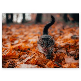Поздравительная открытка с принтом мяукающий кот осенние листья в Белгороде, 100% бумага | плотность бумаги 280 г/м2, матовая, на обратной стороне линовка и место для марки
 | Тематика изображения на принте: золотая осень | кот | кошка | крик | листва | листья | мяу | мяукает | осень | сезон | уличный котейка