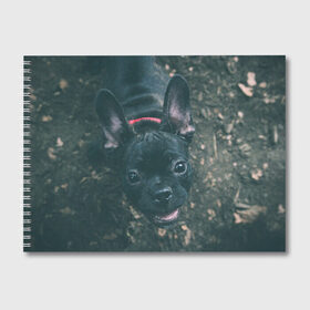 Альбом для рисования с принтом Бульдог морда собакена черного в Белгороде, 100% бумага
 | матовая бумага, плотность 200 мг. | бульдог | гав | глаза | любимец | любителю животных | ошейник | пес | песель | песик | питомец | псина | псинка | собака | собакен | собачка | собачник | уши | черный | язык