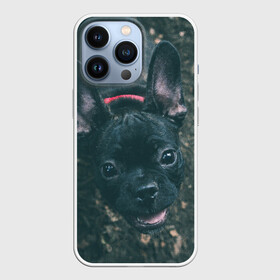 Чехол для iPhone 13 Pro с принтом Бульдог морда собакена черного в Белгороде,  |  | бульдог | гав | глаза | любимец | любителю животных | ошейник | пес | песель | песик | питомец | псина | псинка | собака | собакен | собачка | собачник | уши | черный | язык