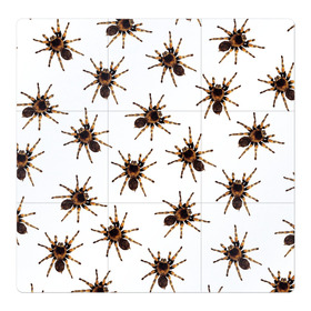 Магнитный плакат 3Х3 с принтом В пауках в Белгороде, Полимерный материал с магнитным слоем | 9 деталей размером 9*9 см | pattern | spider | джунгли | дикие | животные | жуки | звери | лапы | мерзкие | монстр | насекомые | паттерн | паук | пауки | паутина | паучок | птицеед | страшный | существа | тараканы | тарантул | тропики
