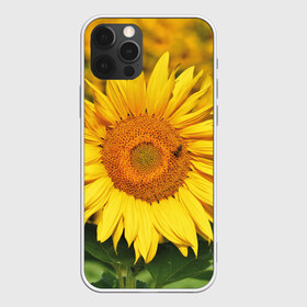 Чехол для iPhone 12 Pro Max с принтом Подсолнух в Белгороде, Силикон |  | Тематика изображения на принте: подсолнух | подсолнухи | природа | растение | растения | флора | фотография | цвет | цветами | цветов | цветок | цветочек | цветочки | цветочные | цветочный | цветы