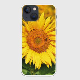 Чехол для iPhone 13 mini с принтом Подсолнух в Белгороде,  |  | подсолнух | подсолнухи | природа | растение | растения | флора | фотография | цвет | цветами | цветов | цветок | цветочек | цветочки | цветочные | цветочный | цветы