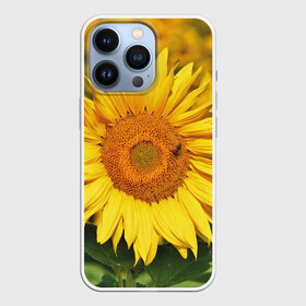 Чехол для iPhone 13 Pro с принтом Подсолнух в Белгороде,  |  | подсолнух | подсолнухи | природа | растение | растения | флора | фотография | цвет | цветами | цветов | цветок | цветочек | цветочки | цветочные | цветочный | цветы