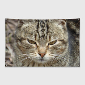 Флаг-баннер с принтом Кот в Белгороде, 100% полиэстер | размер 67 х 109 см, плотность ткани — 95 г/м2; по краям флага есть четыре люверса для крепления | животное | животные | звери | зверь | киска | киски | кисуля | кот | котейки | котик | котики | коты | кошечка | кошка | кошки | природа | хищник | хищники