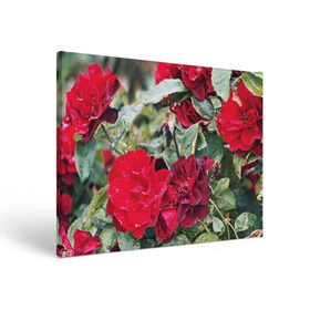 Холст прямоугольный с принтом Red Roses в Белгороде, 100% ПВХ |  | bush | floral | flower | garden | green | nature | red roses | бутоны | красная роза | куст | листья | природа | роза | сад | цветение | цветок | цветы