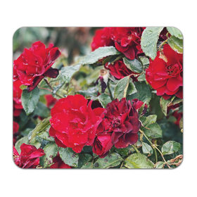 Коврик для мышки прямоугольный с принтом Red Roses в Белгороде, натуральный каучук | размер 230 х 185 мм; запечатка лицевой стороны | bush | floral | flower | garden | green | nature | red roses | бутоны | красная роза | куст | листья | природа | роза | сад | цветение | цветок | цветы