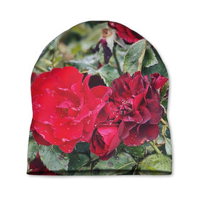 Шапка 3D с принтом Red Roses в Белгороде, 100% полиэстер | универсальный размер, печать по всей поверхности изделия | bush | floral | flower | garden | green | nature | red roses | бутоны | красная роза | куст | листья | природа | роза | сад | цветение | цветок | цветы