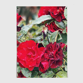 Постер с принтом Red Roses в Белгороде, 100% бумага
 | бумага, плотность 150 мг. Матовая, но за счет высокого коэффициента гладкости имеет небольшой блеск и дает на свету блики, но в отличии от глянцевой бумаги не покрыта лаком | bush | floral | flower | garden | green | nature | red roses | бутоны | красная роза | куст | листья | природа | роза | сад | цветение | цветок | цветы