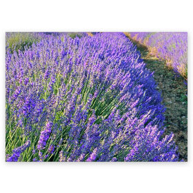 Поздравительная открытка с принтом Lavender field в Белгороде, 100% бумага | плотность бумаги 280 г/м2, матовая, на обратной стороне линовка и место для марки
 | field | green | lavender | nature | summer | violet | бутон | клумба. | лаванда | лето | лиловый | поле | сиреневый | фиолетовый | цветение | цветок | цветы