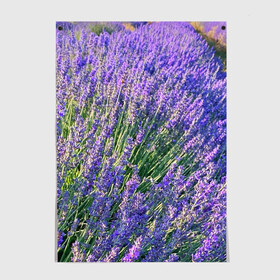 Постер с принтом Lavender field в Белгороде, 100% бумага
 | бумага, плотность 150 мг. Матовая, но за счет высокого коэффициента гладкости имеет небольшой блеск и дает на свету блики, но в отличии от глянцевой бумаги не покрыта лаком | field | green | lavender | nature | summer | violet | бутон | клумба. | лаванда | лето | лиловый | поле | сиреневый | фиолетовый | цветение | цветок | цветы