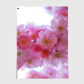 Постер с принтом Японская вишня в Белгороде, 100% бумага
 | бумага, плотность 150 мг. Матовая, но за счет высокого коэффициента гладкости имеет небольшой блеск и дает на свету блики, но в отличии от глянцевой бумаги не покрыта лаком | вишни | вишня | дерево | деревья | природа | природный | растение | растения | флора | цветок | цветущая | цветущие | цветущий | цветы | японская | японские