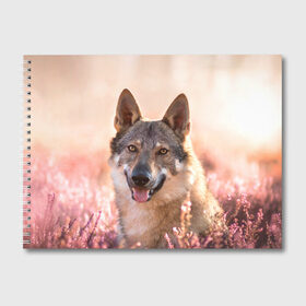 Альбом для рисования с принтом Красивый Волк в Белгороде, 100% бумага
 | матовая бумага, плотность 200 мг. | Тематика изображения на принте: wolf | wolfs | волк | волки | волчара | животные | звири | лес | природа