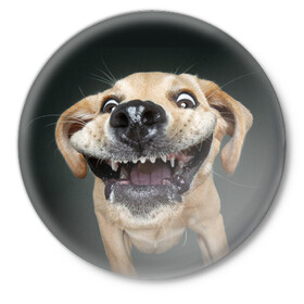 Значок с принтом Улыбающаяся Собака в Белгороде,  металл | круглая форма, металлическая застежка в виде булавки | Тематика изображения на принте: dog | зубы | лапы | мем | пес | прикол | слюни | смешные животные | собака | собачка | улыбающаяся собака | улыбка | щенок | юмор | язык