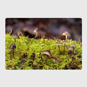 Магнитный плакат 3Х2 с принтом Мох в Белгороде, Полимерный материал с магнитным слоем | 6 деталей размером 9*9 см | Тематика изображения на принте: гриб | грибы | дерево | деревья | зелёные | зелёный | зелень | лес | леса | лесной | мох | мхи | пенёк | пеньки | пни | поганка | поганки | природа | природный | флора