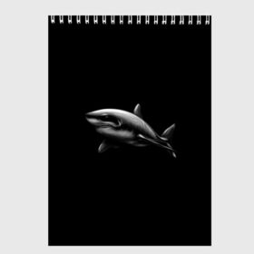Скетчбук с принтом Акула в Белгороде, 100% бумага
 | 48 листов, плотность листов — 100 г/м2, плотность картонной обложки — 250 г/м2. Листы скреплены сверху удобной пружинной спиралью | акула | акулы | морские животные | рыбы | хищники