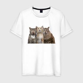 Мужская футболка хлопок с принтом удивленные коты в Белгороде, 100% хлопок | прямой крой, круглый вырез горловины, длина до линии бедер, слегка спущенное плечо. | котики | надписи | прикол | удивление | черный кот