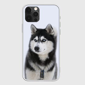 Чехол для iPhone 12 Pro Max с принтом ХАСКИ в Белгороде, Силикон |  | Тематика изображения на принте: dog | husky | милый | пес | песик | собака | собачка | хаски | щенок
