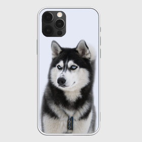 Чехол для iPhone 12 Pro Max с принтом ХАСКИ в Белгороде, Силикон |  | dog | husky | милый | пес | песик | собака | собачка | хаски | щенок