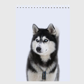 Скетчбук с принтом ХАСКИ в Белгороде, 100% бумага
 | 48 листов, плотность листов — 100 г/м2, плотность картонной обложки — 250 г/м2. Листы скреплены сверху удобной пружинной спиралью | Тематика изображения на принте: dog | husky | милый | пес | песик | собака | собачка | хаски | щенок