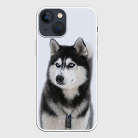 Чехол для iPhone 13 mini с принтом ХАСКИ в Белгороде,  |  | dog | husky | милый | пес | песик | собака | собачка | хаски | щенок