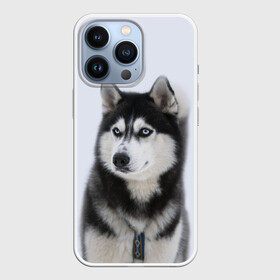 Чехол для iPhone 13 Pro с принтом ХАСКИ в Белгороде,  |  | dog | husky | милый | пес | песик | собака | собачка | хаски | щенок