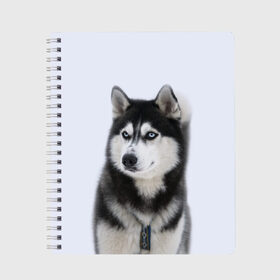 Тетрадь с принтом ХАСКИ в Белгороде, 100% бумага | 48 листов, плотность листов — 60 г/м2, плотность картонной обложки — 250 г/м2. Листы скреплены сбоку удобной пружинной спиралью. Уголки страниц и обложки скругленные. Цвет линий — светло-серый
 | Тематика изображения на принте: dog | husky | милый | пес | песик | собака | собачка | хаски | щенок