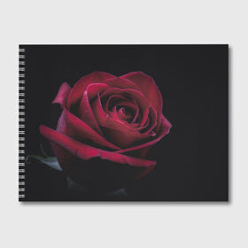 Альбом для рисования с принтом роза в Белгороде, 100% бумага
 | матовая бумага, плотность 200 мг. | гибридная роза | красная роза | роза | чайная роза | черная роза