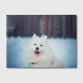 Альбом для рисования с принтом САМОЕД в Белгороде, 100% бумага
 | матовая бумага, плотность 200 мг. | Тематика изображения на принте: animals | dog | winter | домашние | друг | животные | звери | зима | лайка | пес | песель | природа | пушистый | самоед | собаки | собачка | хаски