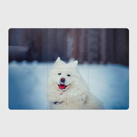 Магнитный плакат 3Х2 с принтом САМОЕД в Белгороде, Полимерный материал с магнитным слоем | 6 деталей размером 9*9 см | animals | dog | winter | домашние | друг | животные | звери | зима | лайка | пес | песель | природа | пушистый | самоед | собаки | собачка | хаски