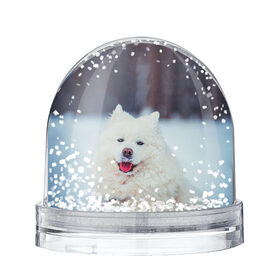 Снежный шар с принтом САМОЕД в Белгороде, Пластик | Изображение внутри шара печатается на глянцевой фотобумаге с двух сторон | animals | dog | winter | домашние | друг | животные | звери | зима | лайка | пес | песель | природа | пушистый | самоед | собаки | собачка | хаски