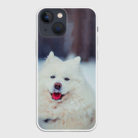 Чехол для iPhone 13 mini с принтом САМОЕД в Белгороде,  |  | Тематика изображения на принте: animals | dog | winter | домашние | друг | животные | звери | зима | лайка | пес | песель | природа | пушистый | самоед | собаки | собачка | хаски