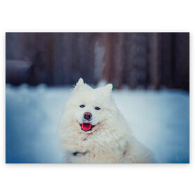 Поздравительная открытка с принтом САМОЕД в Белгороде, 100% бумага | плотность бумаги 280 г/м2, матовая, на обратной стороне линовка и место для марки
 | animals | dog | winter | домашние | друг | животные | звери | зима | лайка | пес | песель | природа | пушистый | самоед | собаки | собачка | хаски
