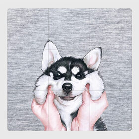 Магнитный плакат 3Х3 с принтом Хаски в Белгороде, Полимерный материал с магнитным слоем | 9 деталей размером 9*9 см | гладить собаку | животные | пёс | пёсики | серый фон | сибирский хаски | собаки | хаски