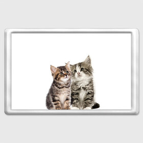 Магнит 45*70 с принтом котята в Белгороде, Пластик | Размер: 78*52 мм; Размер печати: 70*45 | cute kittens | kittens | котята | красивые котята | милые котята