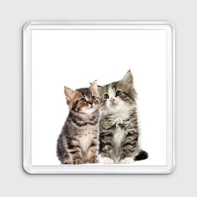 Магнит 55*55 с принтом котята в Белгороде, Пластик | Размер: 65*65 мм; Размер печати: 55*55 мм | cute kittens | kittens | котята | красивые котята | милые котята