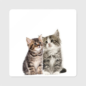 Магнит виниловый Квадрат с принтом котята в Белгороде, полимерный материал с магнитным слоем | размер 9*9 см, закругленные углы | cute kittens | kittens | котята | красивые котята | милые котята
