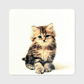 Магнит виниловый Квадрат с принтом котёнок в Белгороде, полимерный материал с магнитным слоем | размер 9*9 см, закругленные углы | cute kitten | kitten | котёнок | красивый котёнок | милый котёнок