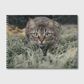 Альбом для рисования с принтом Кошка в Белгороде, 100% бумага
 | матовая бумага, плотность 200 мг. | Тематика изображения на принте: животное | животные | звери | зверь | киса | киска | киски | кот | котики | коты | кошка | питомец | питомцы | природа | хищник | хищники