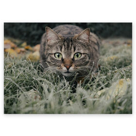 Поздравительная открытка с принтом Кошка в Белгороде, 100% бумага | плотность бумаги 280 г/м2, матовая, на обратной стороне линовка и место для марки
 | Тематика изображения на принте: животное | животные | звери | зверь | киса | киска | киски | кот | котики | коты | кошка | питомец | питомцы | природа | хищник | хищники