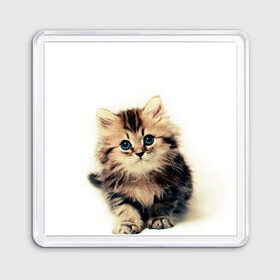 Магнит 55*55 с принтом катёнок в Белгороде, Пластик | Размер: 65*65 мм; Размер печати: 55*55 мм | cute kitten | kitten | котёнок | красивый котёнок | милый котёнок