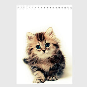 Скетчбук с принтом катёнок в Белгороде, 100% бумага
 | 48 листов, плотность листов — 100 г/м2, плотность картонной обложки — 250 г/м2. Листы скреплены сверху удобной пружинной спиралью | Тематика изображения на принте: cute kitten | kitten | котёнок | красивый котёнок | милый котёнок