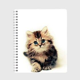 Тетрадь с принтом катёнок в Белгороде, 100% бумага | 48 листов, плотность листов — 60 г/м2, плотность картонной обложки — 250 г/м2. Листы скреплены сбоку удобной пружинной спиралью. Уголки страниц и обложки скругленные. Цвет линий — светло-серый
 | cute kitten | kitten | котёнок | красивый котёнок | милый котёнок