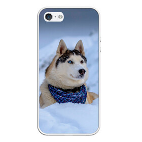 Чехол для iPhone 5/5S матовый с принтом Хаски в Белгороде, Силикон | Область печати: задняя сторона чехла, без боковых панелей | dog | животные | пес | природа | собака | собаки | собакчка | собачки | хаски