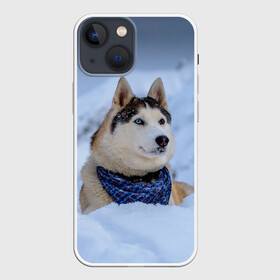 Чехол для iPhone 13 mini с принтом Хаски в Белгороде,  |  | dog | животные | пес | природа | собака | собаки | собакчка | собачки | хаски
