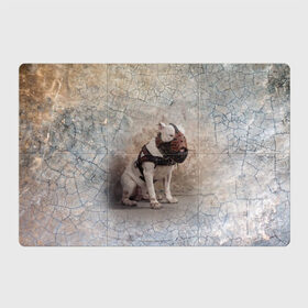 Магнитный плакат 3Х2 с принтом Бойцовый бультерьер в Белгороде, Полимерный материал с магнитным слоем | 6 деталей размером 9*9 см | Тематика изображения на принте: bull terrier | dog | ears | eyes | muzzle | paws | plaster | texture | wall | бультерьер | глаза | лапы | намордник | пёс | собака | стена | текстура | уши | штукатурка