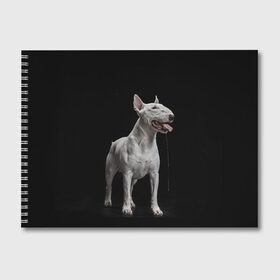 Альбом для рисования с принтом Bully в Белгороде, 100% бумага
 | матовая бумага, плотность 200 мг. | Тематика изображения на принте: bull terrier | dog | ears | eyes | fangs | jaw | muzzle | paws | saliva | tongue | бультерьер | глаза | клыки | лапы | нос | пасть | слюна | собака | уши | язык