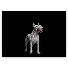 Поздравительная открытка с принтом Bully в Белгороде, 100% бумага | плотность бумаги 280 г/м2, матовая, на обратной стороне линовка и место для марки
 | Тематика изображения на принте: bull terrier | dog | ears | eyes | fangs | jaw | muzzle | paws | saliva | tongue | бультерьер | глаза | клыки | лапы | нос | пасть | слюна | собака | уши | язык