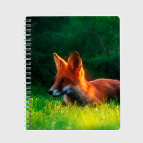 Тетрадь с принтом Рыжая лиса в Белгороде, 100% бумага | 48 листов, плотность листов — 60 г/м2, плотность картонной обложки — 250 г/м2. Листы скреплены сбоку удобной пружинной спиралью. Уголки страниц и обложки скругленные. Цвет линий — светло-серый
 | fox | foxy | животное | звери | лиса | лисенок | лисичка | милая | рыжая | фокс
